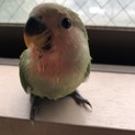 コザクラインコ雛の里親募集
