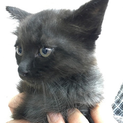 ココデ一宮だよ！子猫まるけ大会！