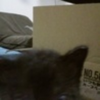 黒猫の子猫の里親募集