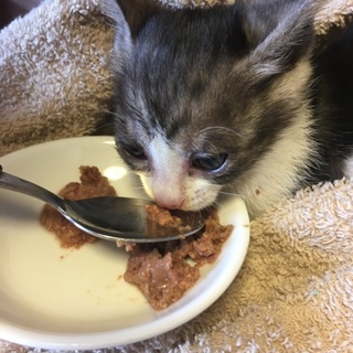 子猫 メス 470g