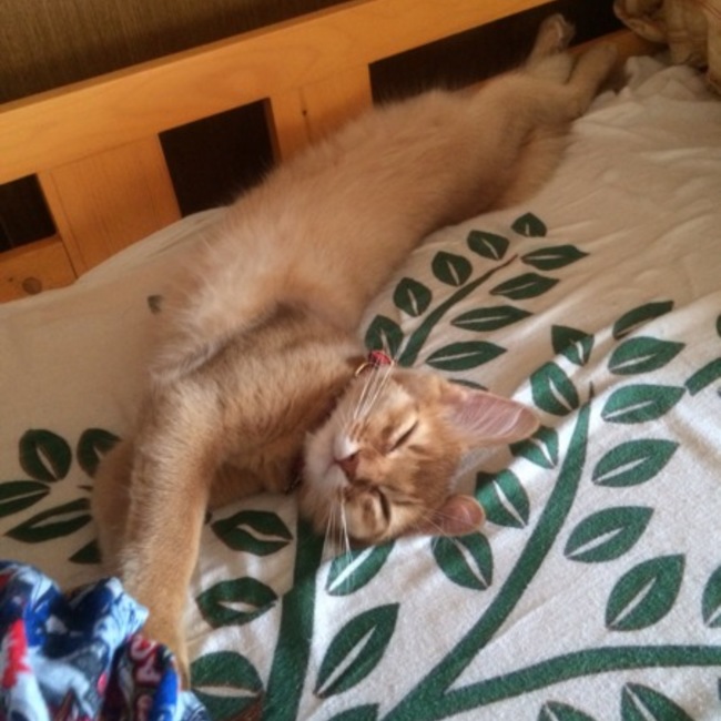 APPLE373のカバー写真