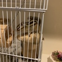 シマリス2匹(♂♀)の里親募集
