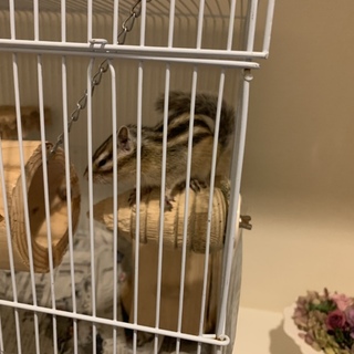 シマリス2匹(♂♀)の里親募集