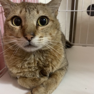 とっても大人しい性格！里親募集。日本猫。去勢済み