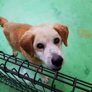 6/17迄！命の期限が迫っている可愛いワンちゃん！