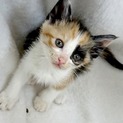 人慣れOK!生後２ヶ月半の三毛の子猫、ひかりちゃん