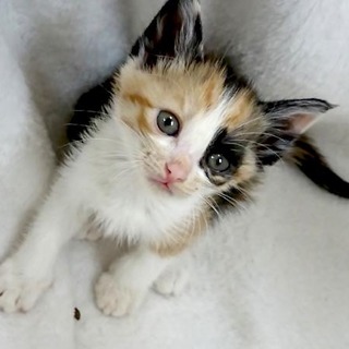 人慣れOK!生後２ヶ月半の三毛の子猫、ひかりちゃん