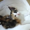 人慣れOK!生後２ヶ月半の三毛の子猫、ひかりちゃん サムネイル2