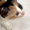 人慣れOK!生後２ヶ月半の三毛の子猫、ひかりちゃん サムネイル3