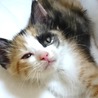 人慣れOK!生後２ヶ月半の三毛の子猫、ひかりちゃん サムネイル5