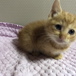 とら模様の子猫の里親様募集です