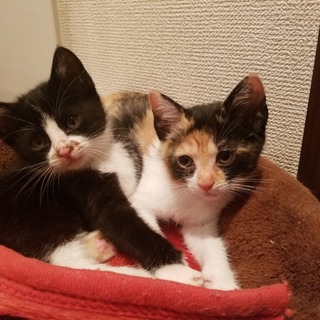 保健所保護猫  ハチワレちゃん１ヶ月子猫里親募集