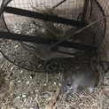 デグー 5カ月2匹、3カ月5匹