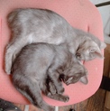 捨て猫2匹の新しい飼い主さんを探しています！