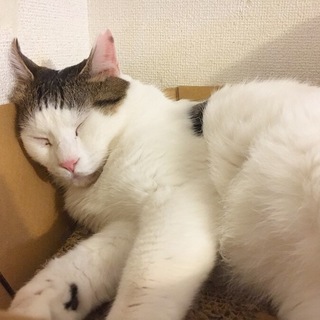 ヘルメット被った猫☆男の子(=^･ω･^=)