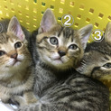 令和元年５月１日生まれ　①の仔猫の里親募集中！