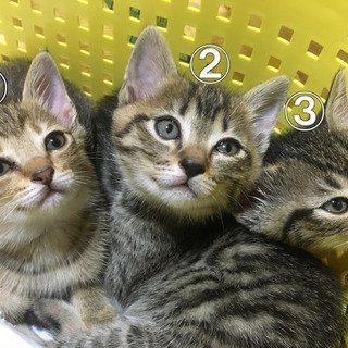 令和元年５月１日生まれ　①の仔猫の里親募集中！