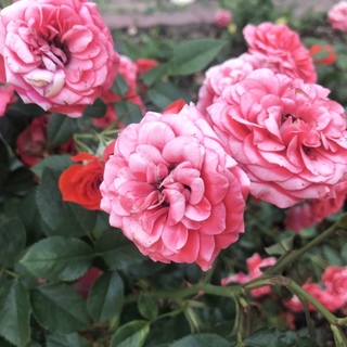 チンチラシルバー11歳 男の子✴︎急募 一時停止