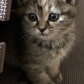 子猫の里親さんを募集します。