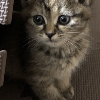子猫の里親さんを募集します。