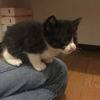 甘えん坊のかわいぃ子猫ちゃん