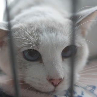 【6/15キャットソシオン譲渡会】ライラック令