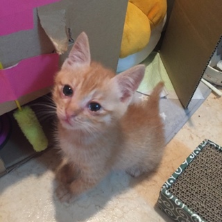 茶トラの子猫ちゃん２匹の飼い主さん募集してます。