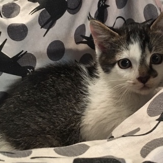 白キジの女の子