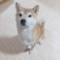 犬アレルギーになってしまったため可愛がってくれる方