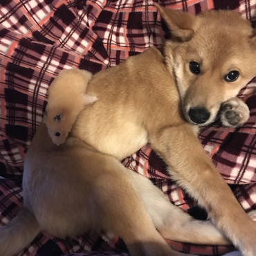 故、キンクマハムスターのお父さん（もなか）と一緒に♪