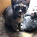 子猫ちゃん里親さん募集
