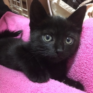 超キュートな黒猫の女の子