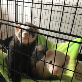 フェレットのオス2匹 