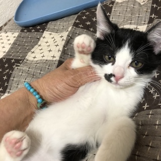 お鼻の模様がオンリーワンのチャチャちゃん