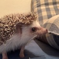 ハリネズミの里親さん募集します
