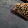 ハリネズミの里親さん募集します サムネイル2