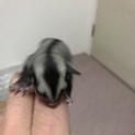 フクロモモンガベビー