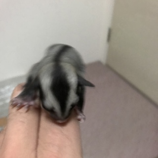 フクロモモンガベビー