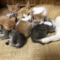 取下げ：子猫の里親を募集してます。