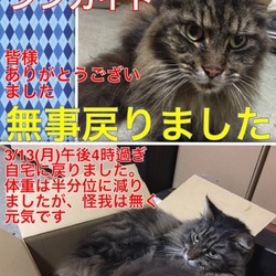 猫が亡くなりました。