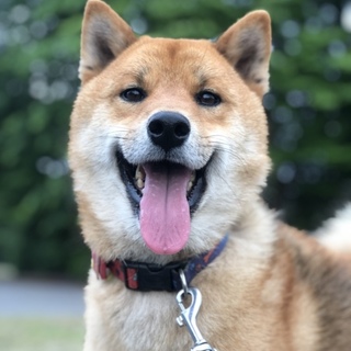 人懐っこい柴犬、男の子推定３～５歳です