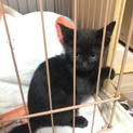 子猫生後1.5カ月ぐらい
