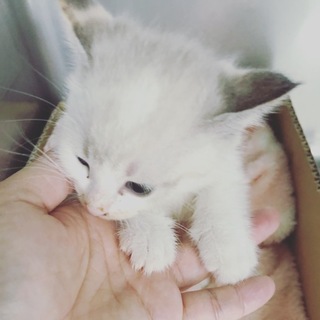 白ふわにゃん
