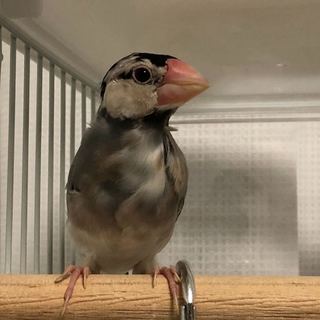 桜文鳥の里親募集しております