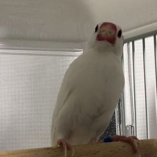 白文鳥の里親を募集しております