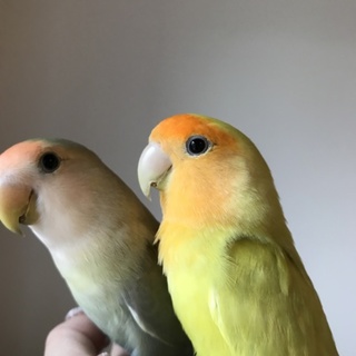 【急募】コザクラインコ オス 2羽