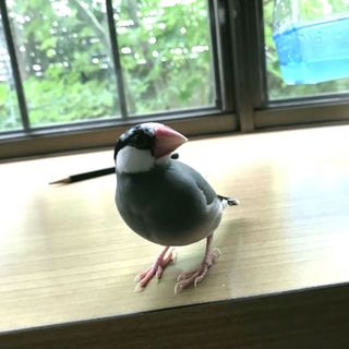 手のり文鳥の里親さん募集★大阪府吹田市