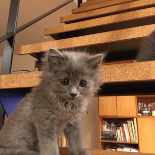 グレーのヤンチャな兄弟子猫