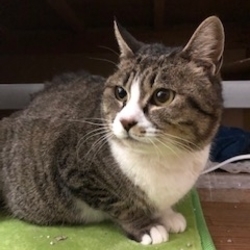 《釧路市》　猫の譲渡会 サムネイル2