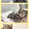 子猫